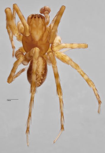 preview Rubrius radulifer (Simon, 1902)